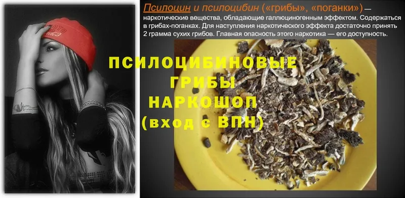 Галлюциногенные грибы Psilocybe  где купить наркоту  мега сайт  Котовск 